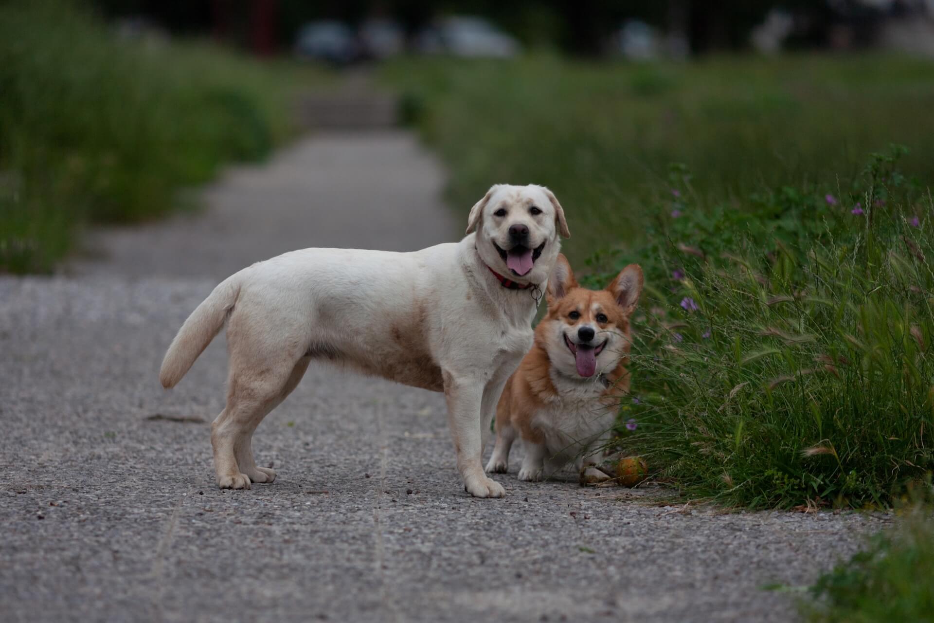 Freeport Veterinarian