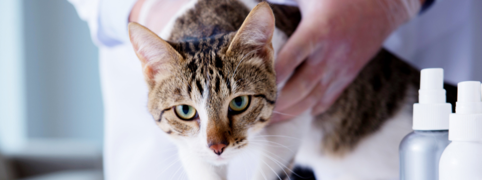 Cat Wellness Exams in Freeport