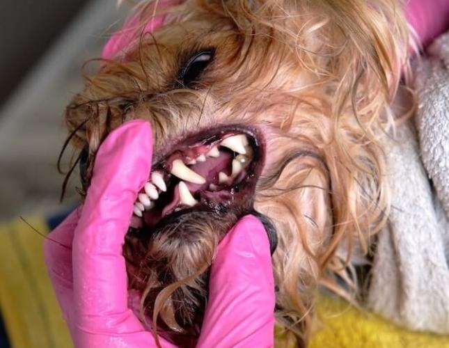 teeth cleaning for dogs before 