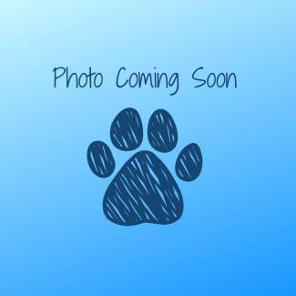 Dr. Michelle Shelton