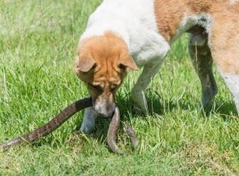 Dogs + Snakes = Trouble: How to Avoid Getting Bitten