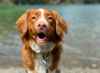 Leptospirosis: Why Protecting Your Dog Protects Your Family