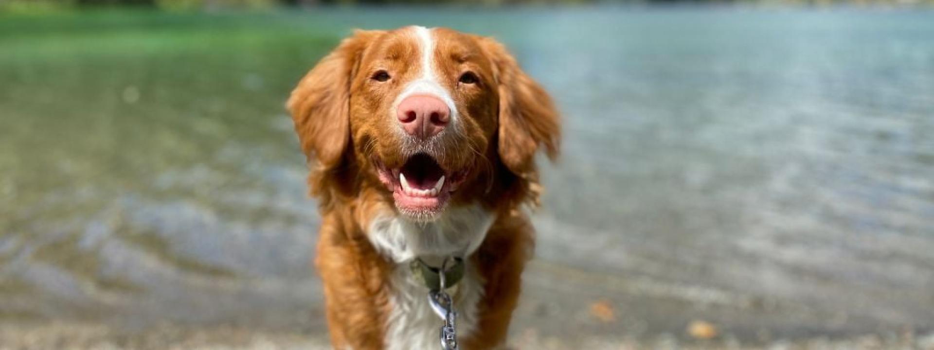 Dog standing in front of body of water