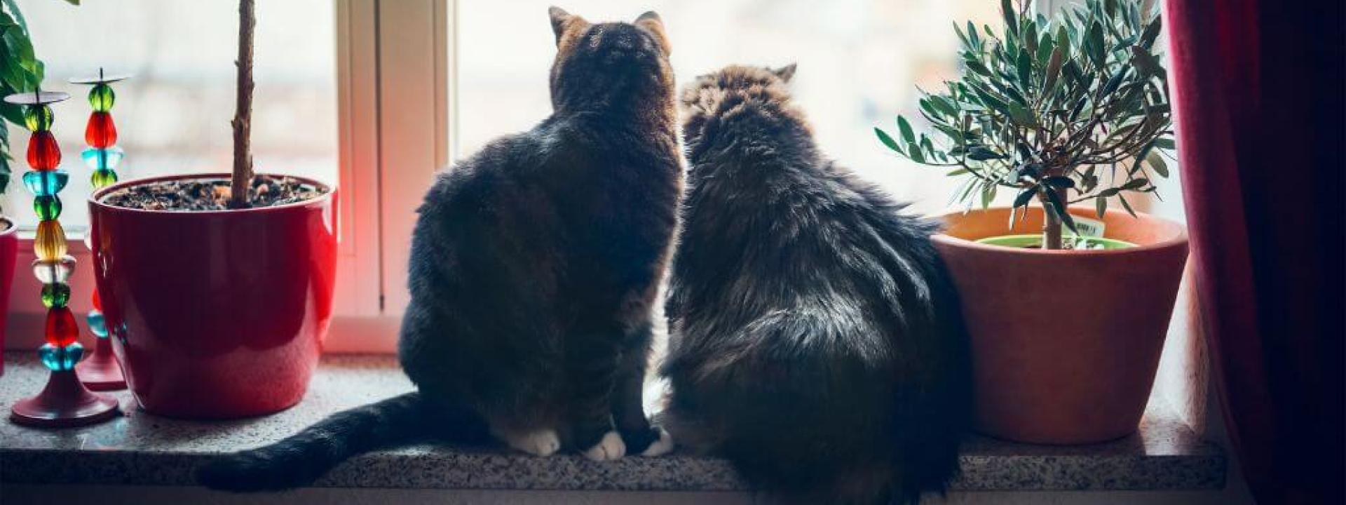 Indoor Cats looking outside.
